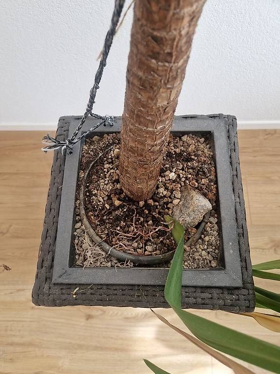 Plantes & graines: Pflanze inkl. Topf – D'occasion à Rickenbach b. Wil par steinsel 3