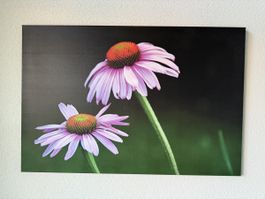 Bild Fotoleinwand Sonnenhut 60 x 90 cm Naturfotografie