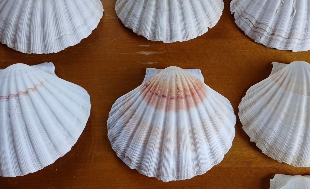 Tutte le decorazioni: 10 schöne Sommermuscheln Deko – Usato da Flaach venduto da ker_6ml7 6