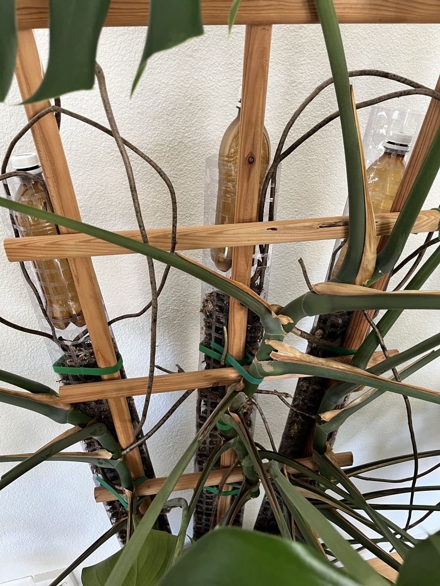 Pflanzen & Samen: XXL Monstera deliciosa – Gebraucht aus St. Gallen von ste_k7tp 4
