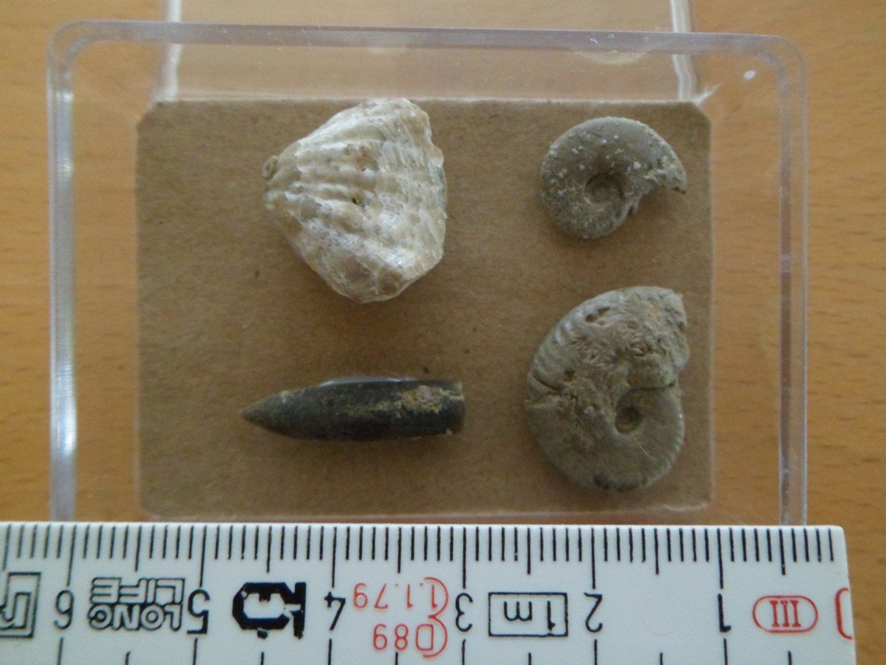 Fossili: Fossilien Schweiz – Usato da Affoltern am Albis venduto da Fossil60 1