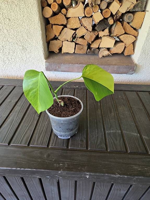 Piante & sementi: Monstera Deliciosa Aurea – Usato da Jona venduto da pau_g7rc