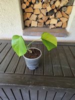 Monstera Deliciosa Aurea