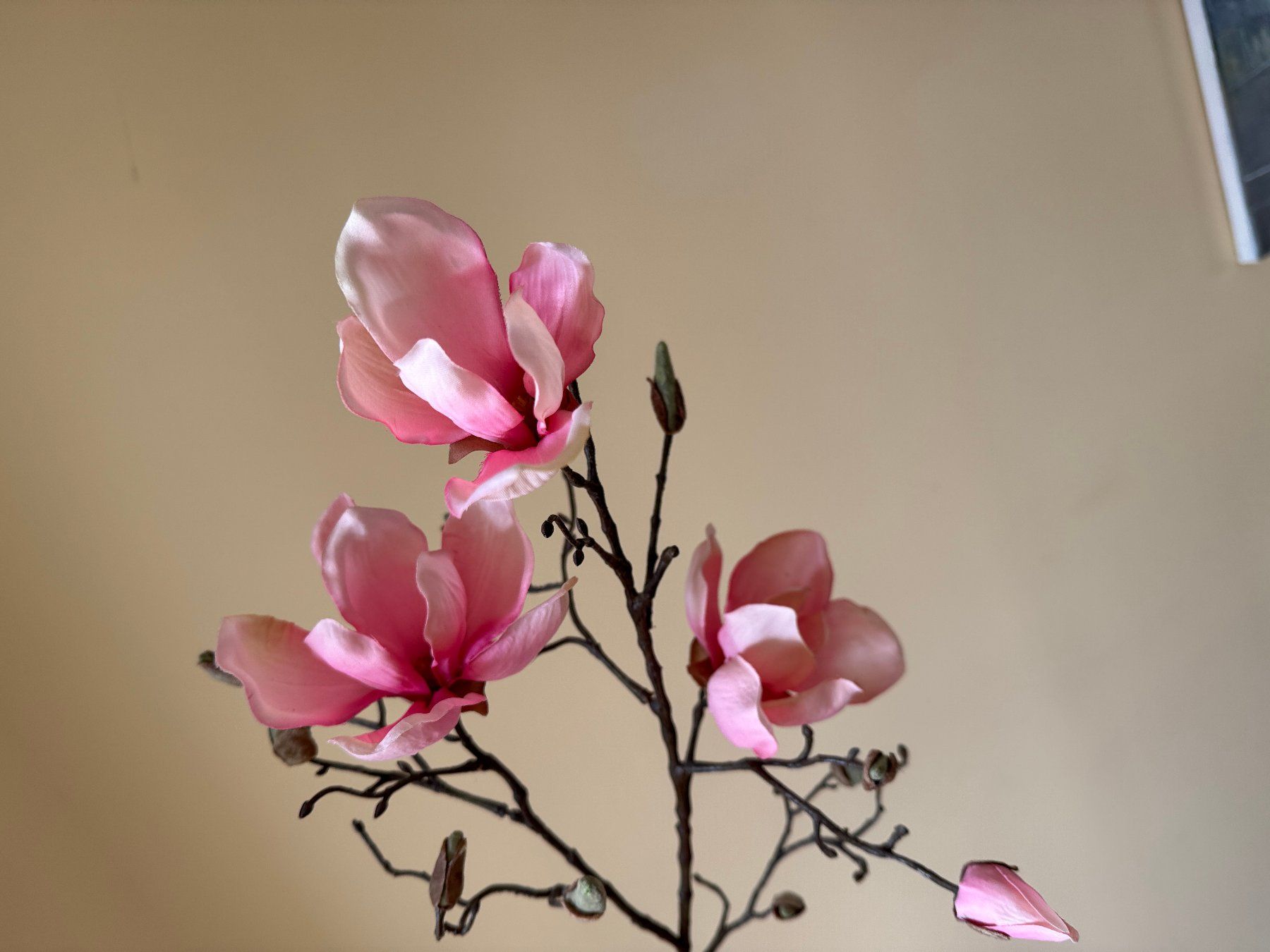 Tutte le decorazioni: Plastikblume (Dekoration) – Usato da Stäfa venduto da koopjesnu 5