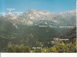 Selvasecca 1993