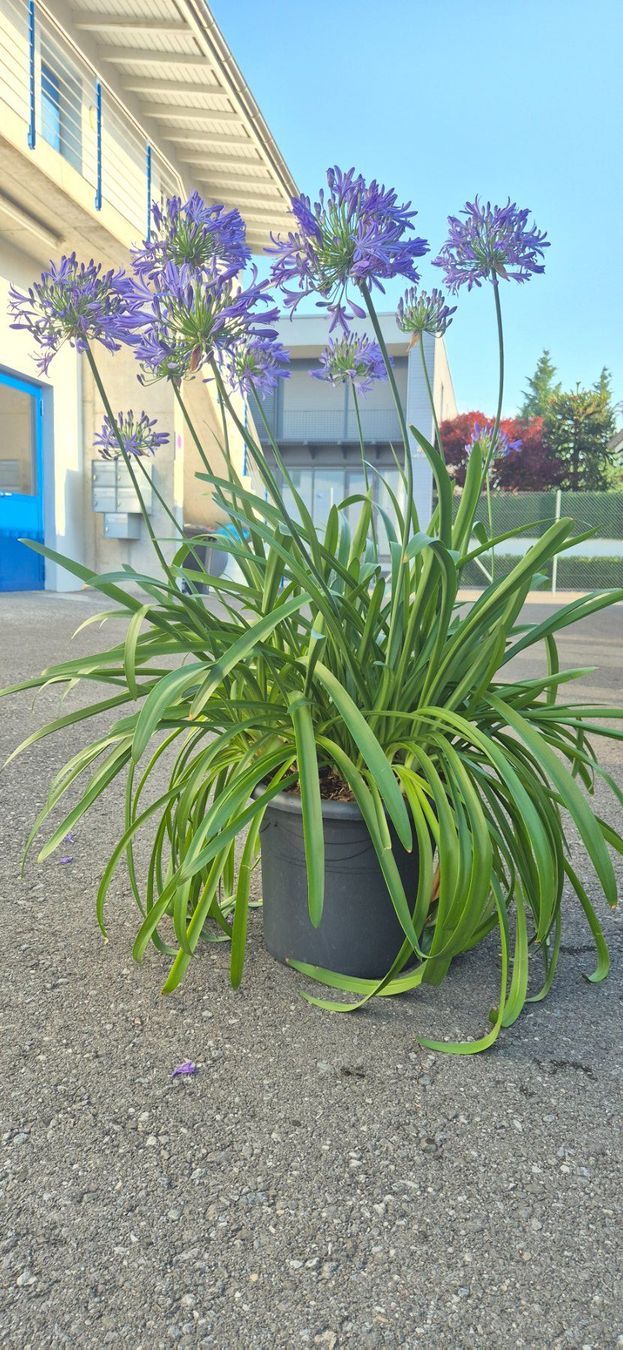 Piante & sementi: SCHMUCKLILIE / AGAPHANTUS – Nuovo e nell'imballaggio originale da Jona venduto da Sleon02 1