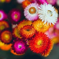 500 Samen Strohblume SWISS GIANT MIX