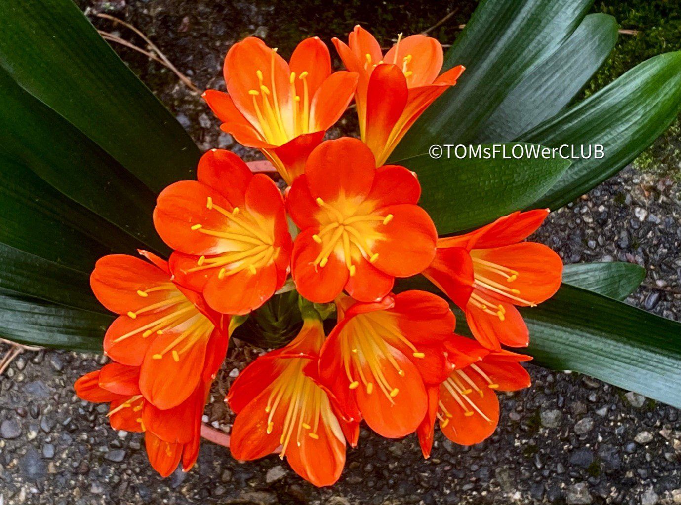 Piante & sementi: Clivia Miniata - rot-orange blühend - robust ausm Garten – Nuovo e nell'imballaggio originale da Adliswil venduto da astom369 3