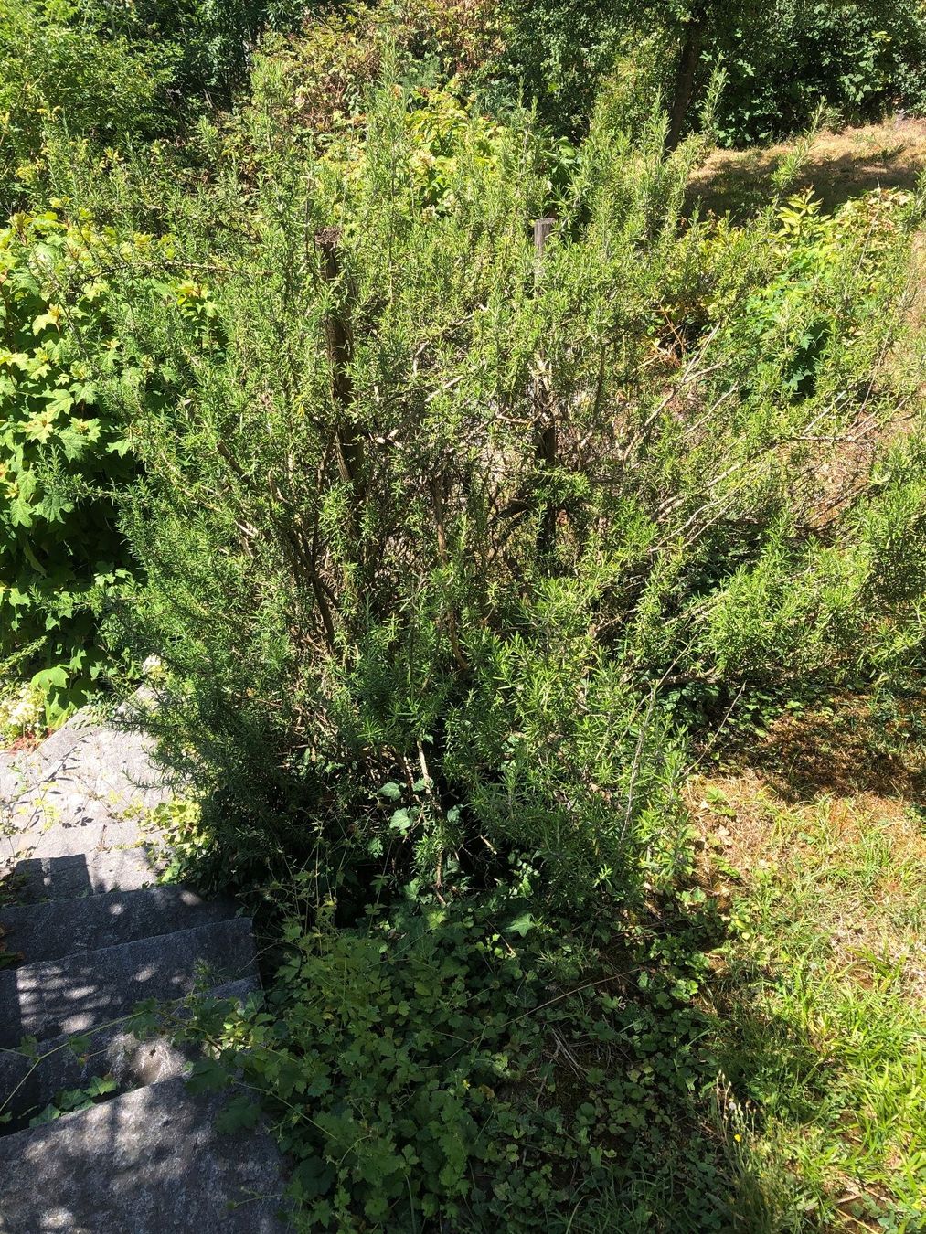Pflanzen & Samen: Rosmarin Strauch 2 Meter – Gebraucht aus Zürich von peterle01 3