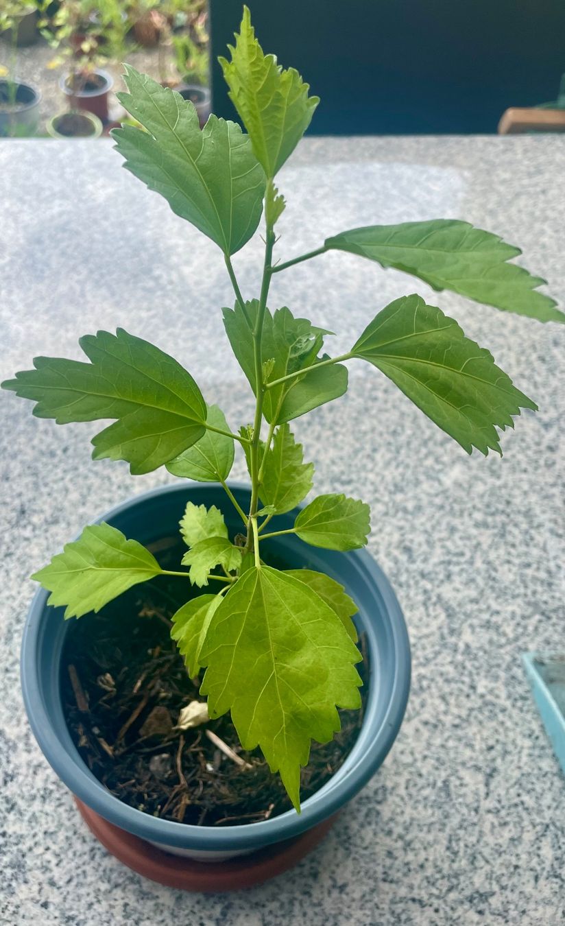 Piante & sementi: HIBISKUS - STRAUCH-EIBISCH - EIBISCH WEISS OD. LILA CA 30 CM – Nuovo (secondo la descrizione) da Buchs AG venduto da fischli610 9