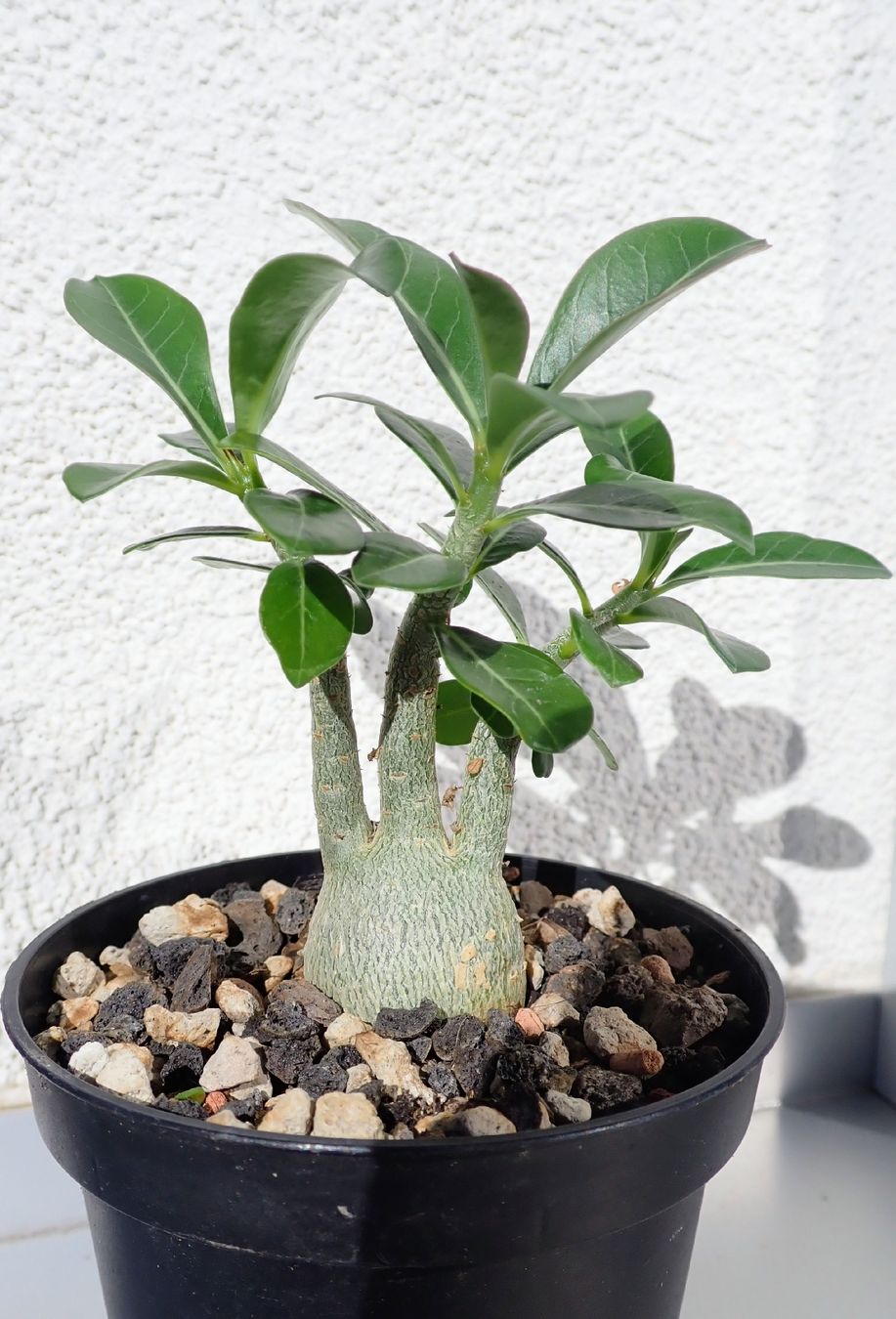 Piante & sementi: Adenium obesum – Usato da Comano venduto da che_8lc2 1
