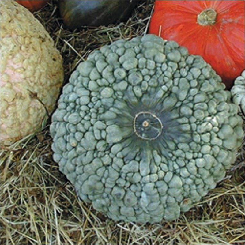 Piante & sementi: COURGE Marina di Chioggia  5g – Nuovo (secondo la descrizione) da Bremblens venduto da FIBONACCI369 4