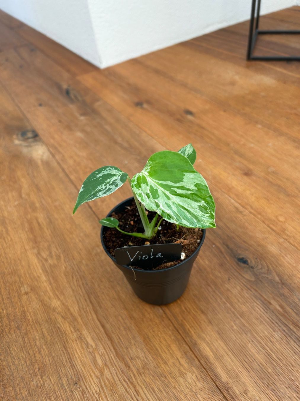 Piante & sementi: Monstera Bulbasur💚 – Nuovo e nell'imballaggio originale da Wattwil venduto da Mikesplantshop