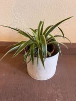 Zimmerpflanze Grünlilie im Blumentopf Metall