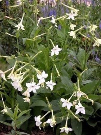 Piante & sementi: TABAC ODORANT AU JASMIN ! 20g – Nuovo (secondo la descrizione) da Bremblens venduto da FIBONACCI369 3