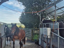 Pferdelaufband Horse Gym 2000 - Occasion