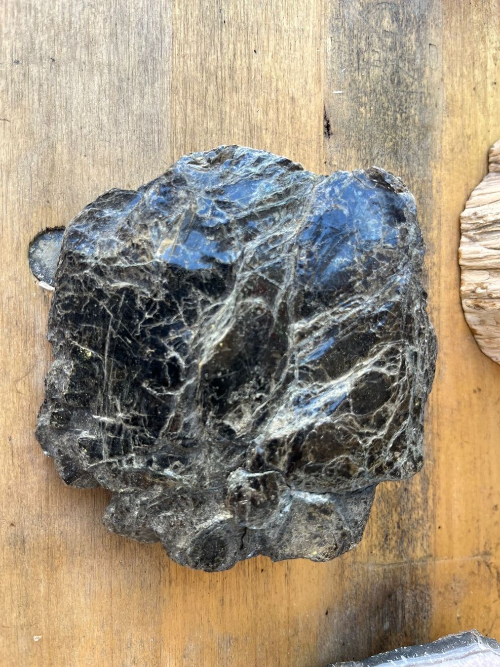 Fossili: Fossilien-Set – Usato da Münchenstein venduto da sil_h6c9 2