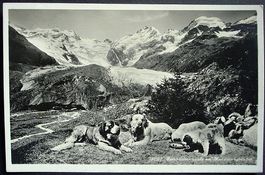 MORTERATSCHGLETSCHER Bernhardiner-Hunde
