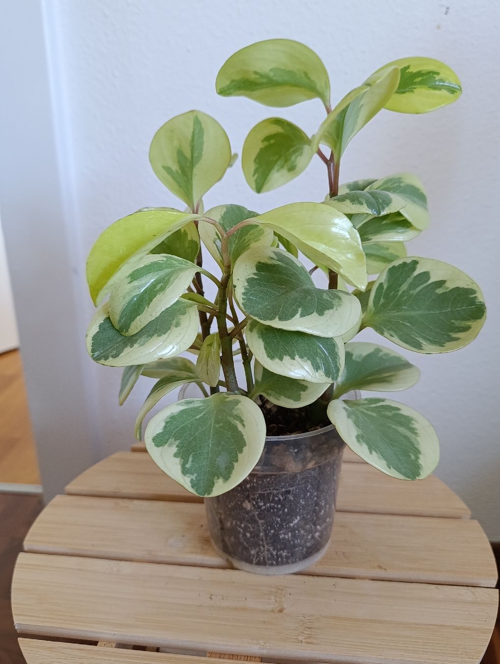 Piante & sementi: Peperomia Obtusifolia Variegata – Usato da Baar venduto da L.isa28 2