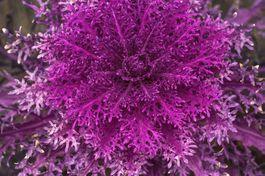 40 Samen RED PEACOCK Zierkohl