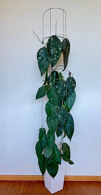 Piante & sementi: Hoya sangguensis Borneo – Nuovo (secondo la descrizione) da Bühler venduto da googelibear 1