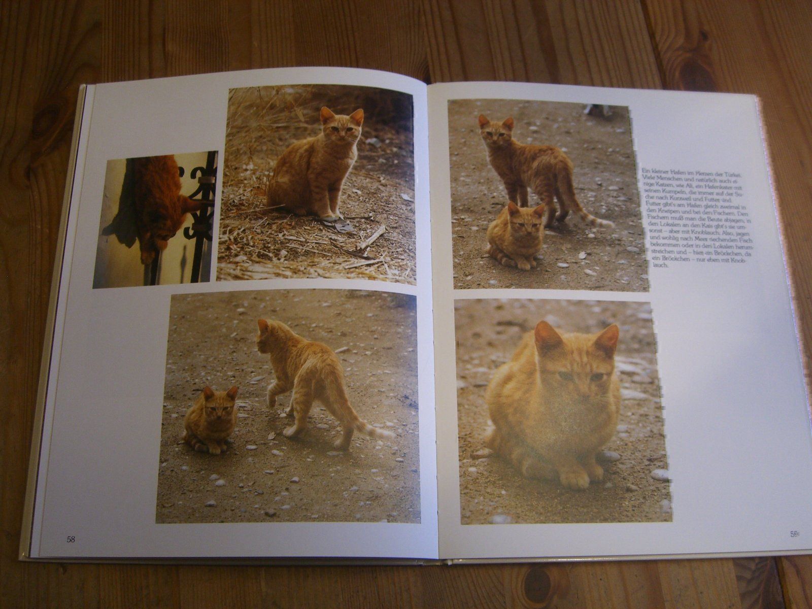 Libri: wunderschönes Katzenbuch "Katz & Co." – Nuovo (secondo la descrizione) da Winterthur venduto da Gaia 9