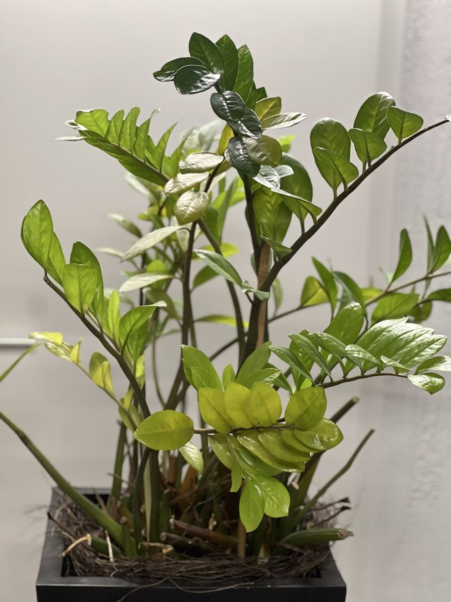 Plantes & graines: Zimmerpflanze inkl. Topf – D'occasion à Biberist par Elli1984 1