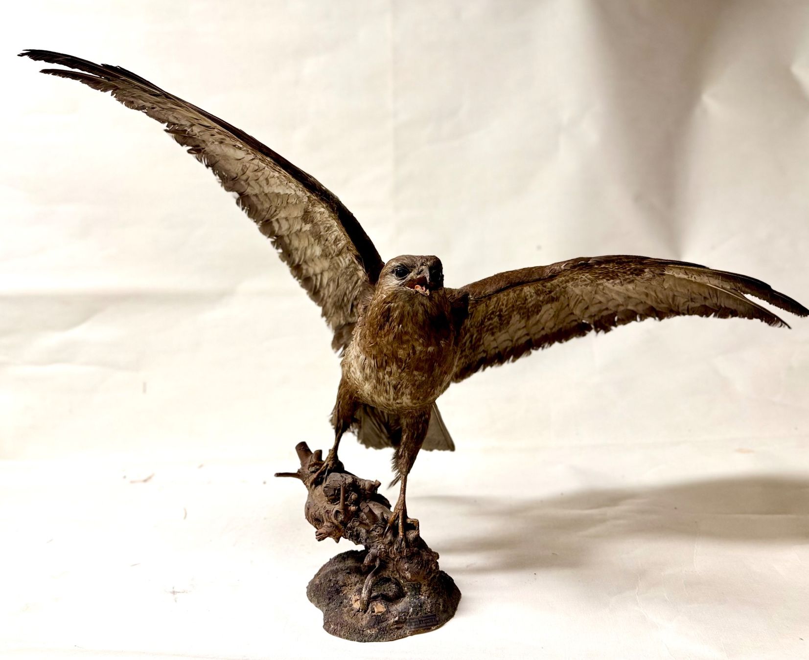 Il mondo degli animali: Vogelpräparat BUSSARD – Usato da Bern venduto da felberunderground