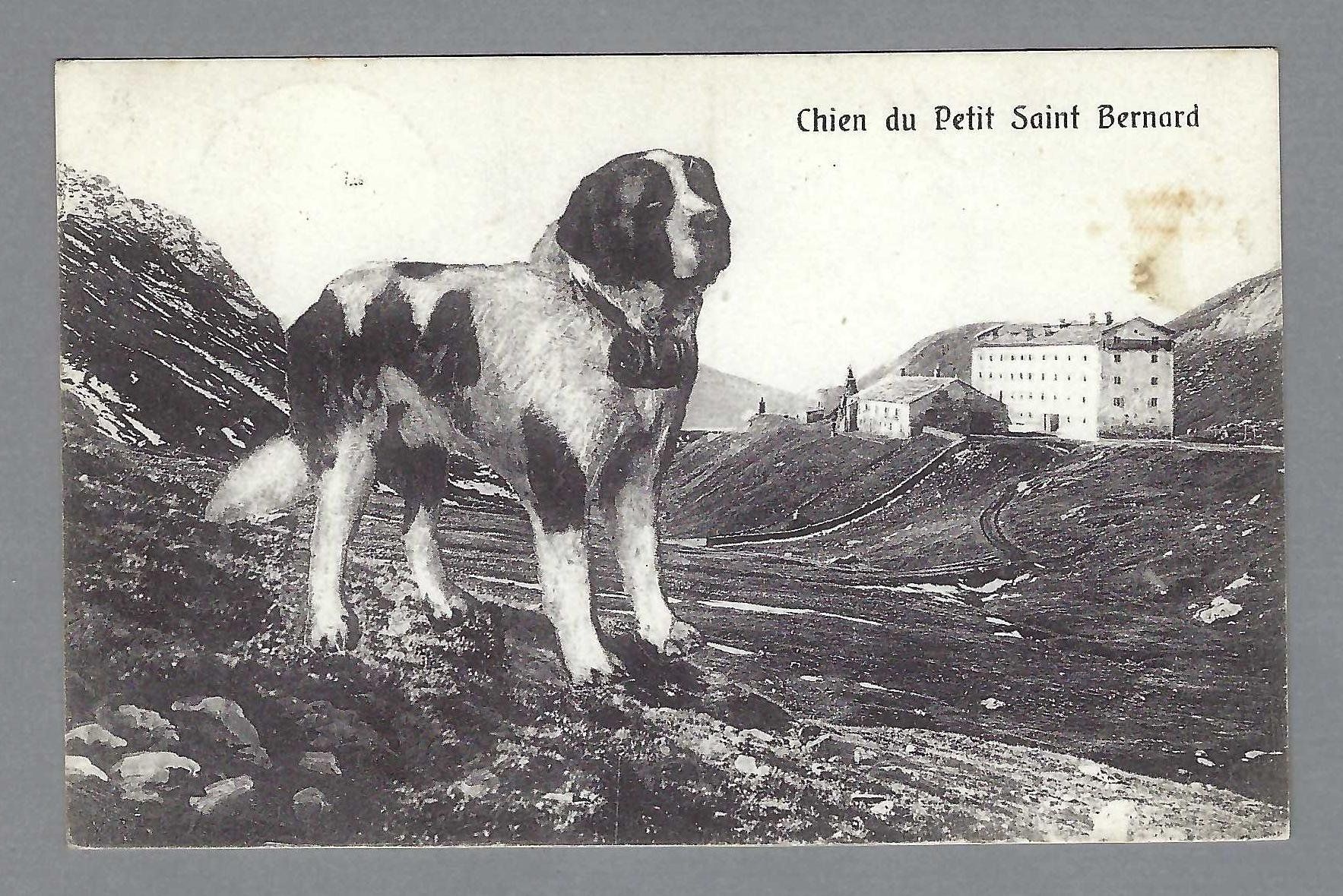 Cartoline postali: CHIEN DU PETIT SAINT BERNARD, * – Usato da Pura venduto da ulisse1957