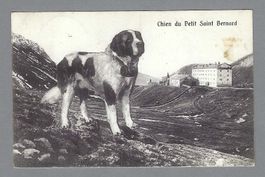 CHIEN DU PETIT SAINT BERNARD, *