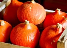 20 samen japanischer Hokkaido-Kürbis + Keimen & Pflegeinfos