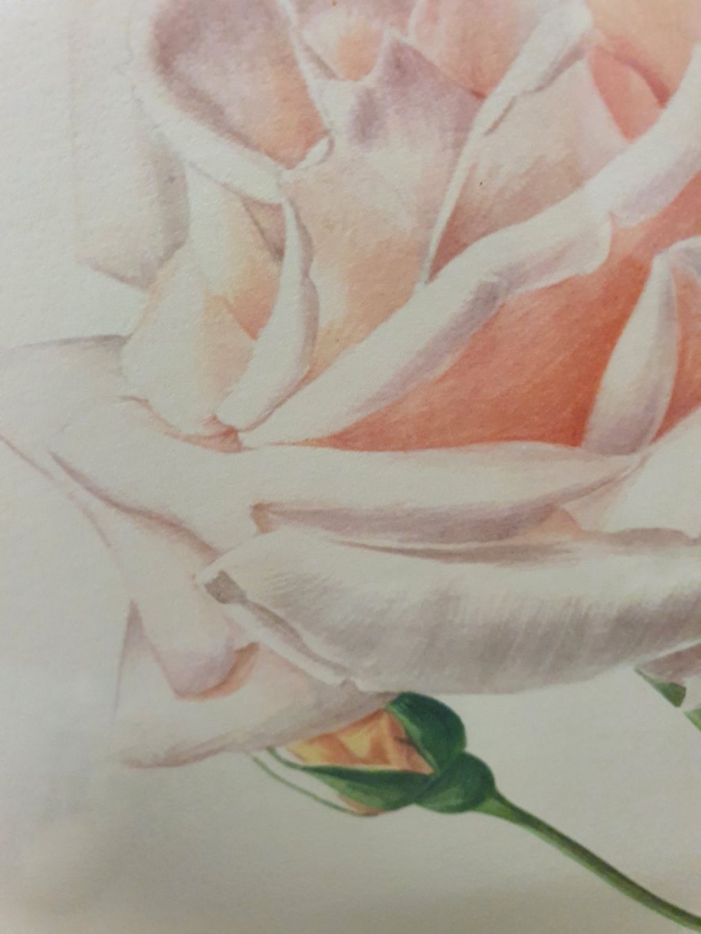 Grafiken & Lithographien: Bild mit Rose, signiert in Goldrahmen – Gebraucht aus Thalwil von meinverkauf 4