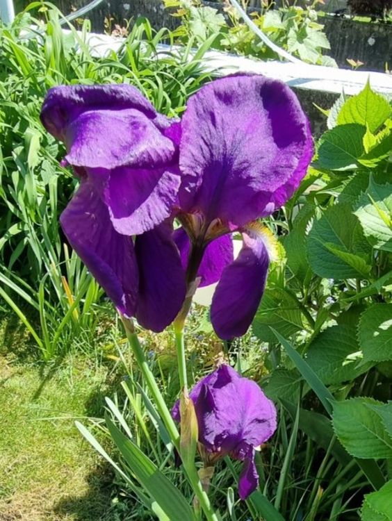 Iris Schwertlilie, sind Winterhart Pflanzen , Zwiebeln Kaufen auf Ricardo