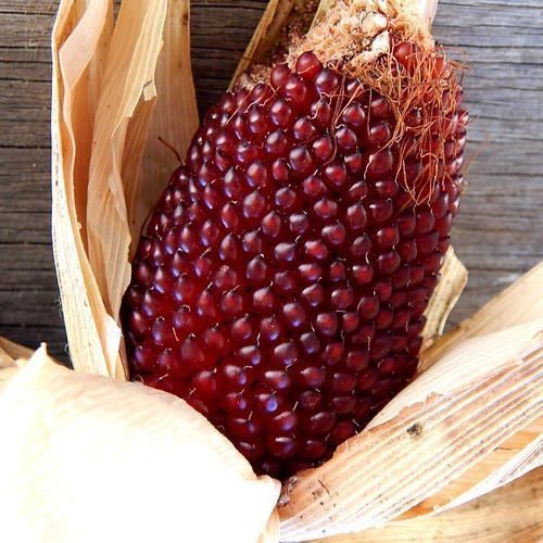 Piante & sementi: 40 Samen STRAWBERRY CORN Mais – Nuovo (secondo la descrizione) da Ehrendingen venduto da VerveinaSamen 4