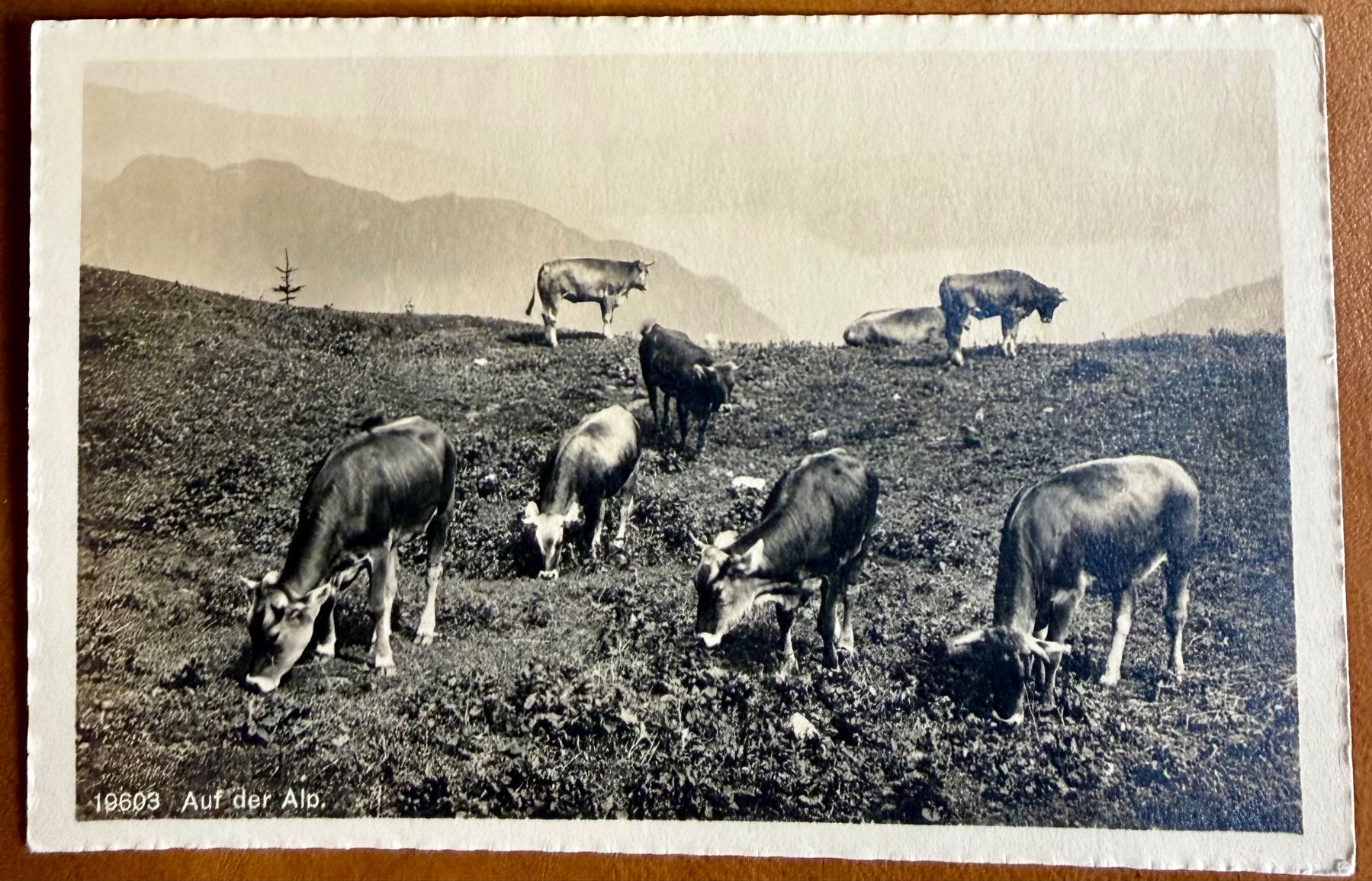 Ansichtskarten: Auf der Alp - Kühe - AK – Gebraucht aus Lutry von Ediego