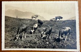 Auf der Alp - Kühe - AK
