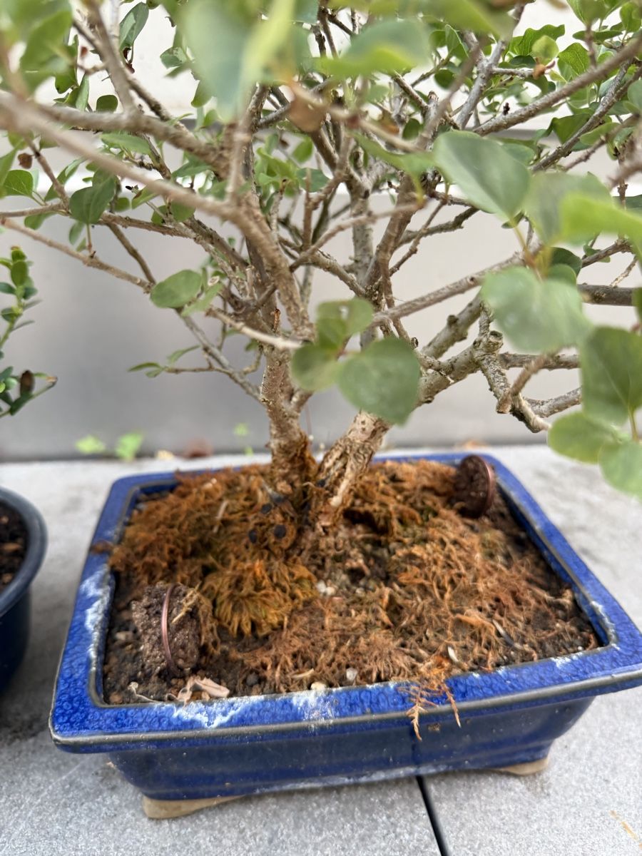 Piante & sementi: Bonsai und Pre Bonsai – Usato da Ennetbaden venduto da miboo 3