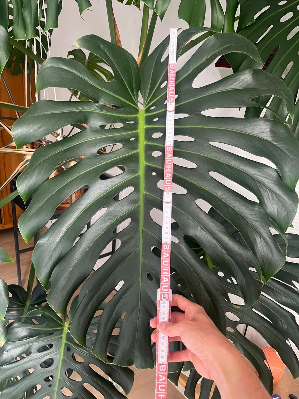 philodendron standleyana cobra 6p! Philodendron Monstera Cobra /Standleyana Albo /Tropical