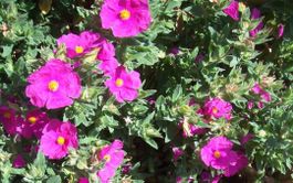Arznei Zistrose - Cistus incanus ssp. Tauricus - 120 Samen