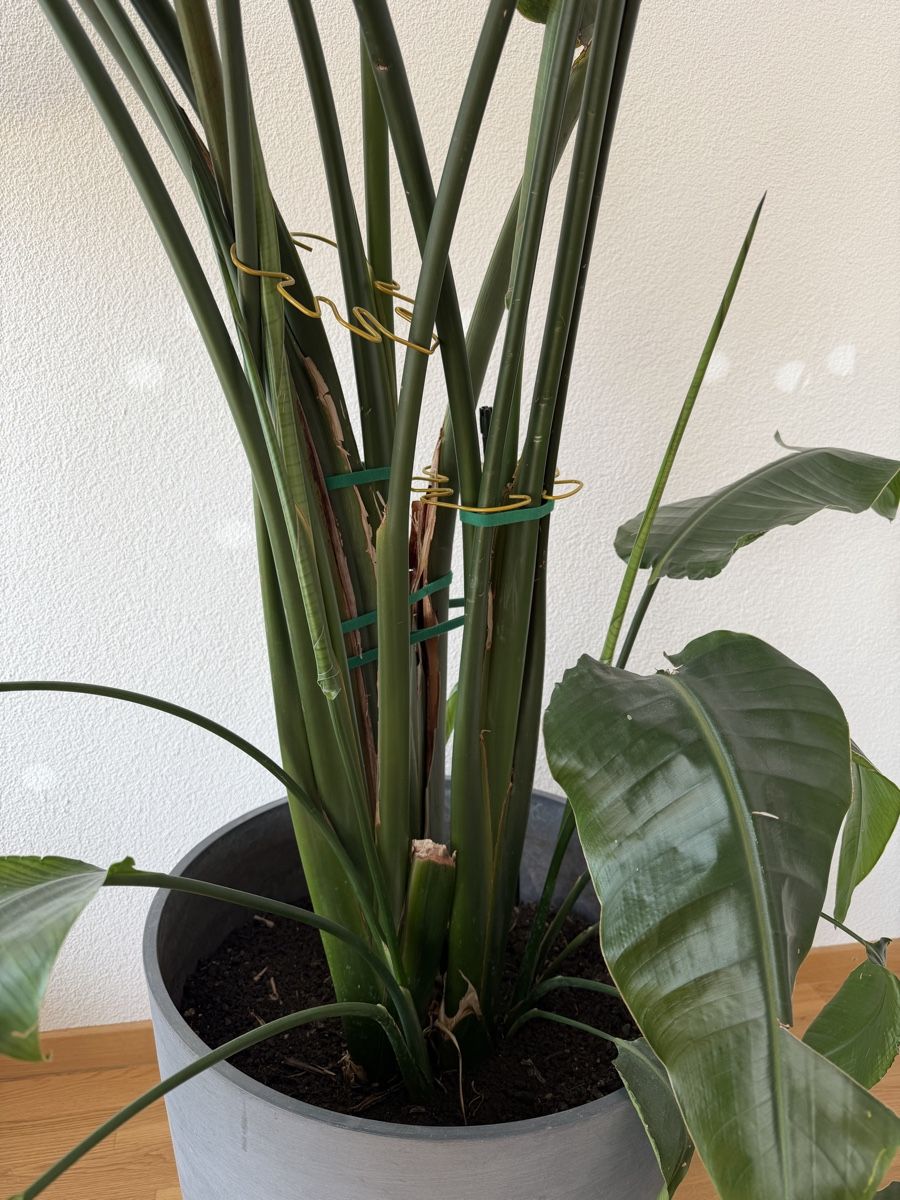 Piante & sementi: Strelitzie / Paradiesvogelblume 2 Meter – Usato da Zürich venduto da Jtlb 2