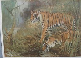 Schulwandbild „Tiger“ – Zoologische Bilder PZ 103