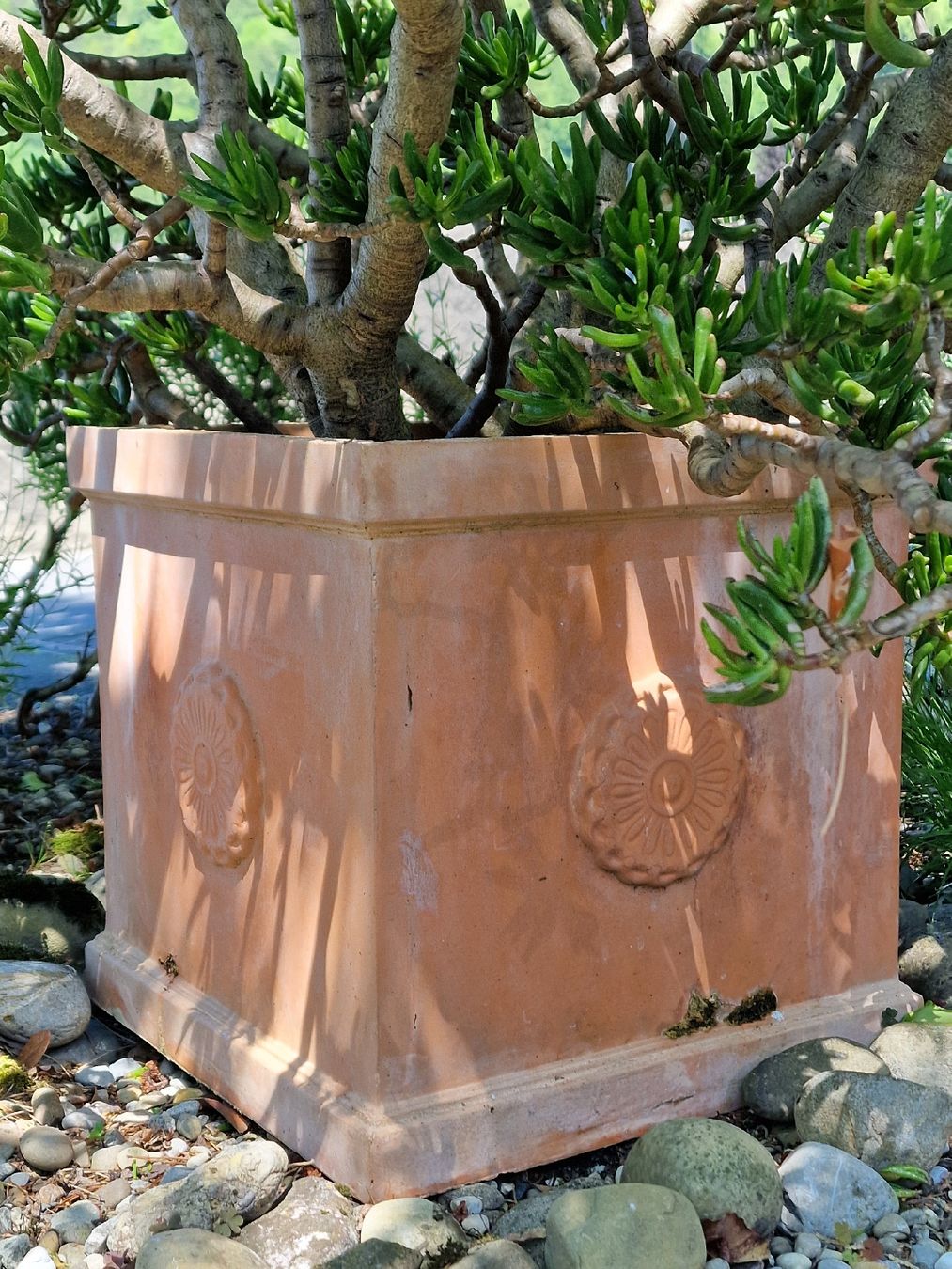 Piante & sementi: Grosse Crassula ovata 'Gollum' Jadebaum inkl. Topf – Nuovo (secondo la descrizione) da Bürglen UR venduto da luiroedes 2