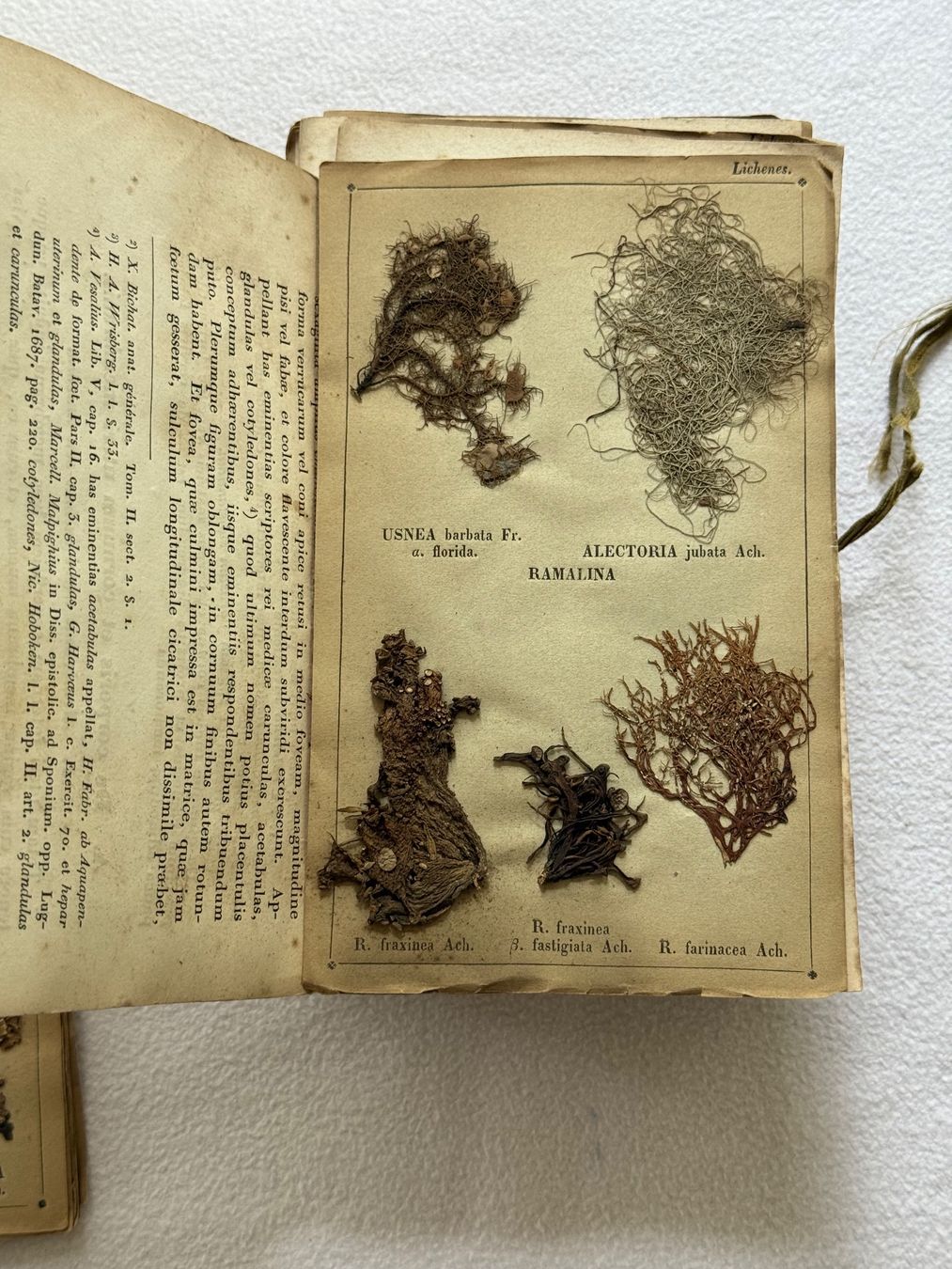 Libri: Antikes Herbarium von 1856 – Usato da Bern venduto da xberg36 3