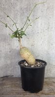 🌿 Fockea edulis