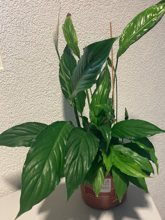 Pteris cretica 'Albolineata' – eleganter Zimmerfarn