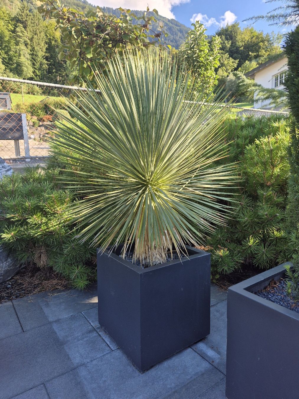 Plantes & graines: Yucca rostrata – D'occasion à Schaanwald par Gismo034 2