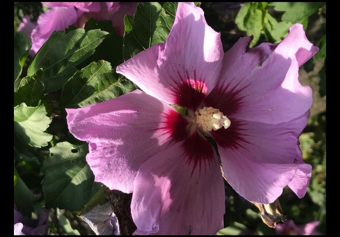Piante & sementi: HIBISKUS - STRAUCH - EIBISCH - WEISS ODER LILA CA 50 CM – Nuovo (secondo la descrizione) da Buchs AG venduto da fischli610 3