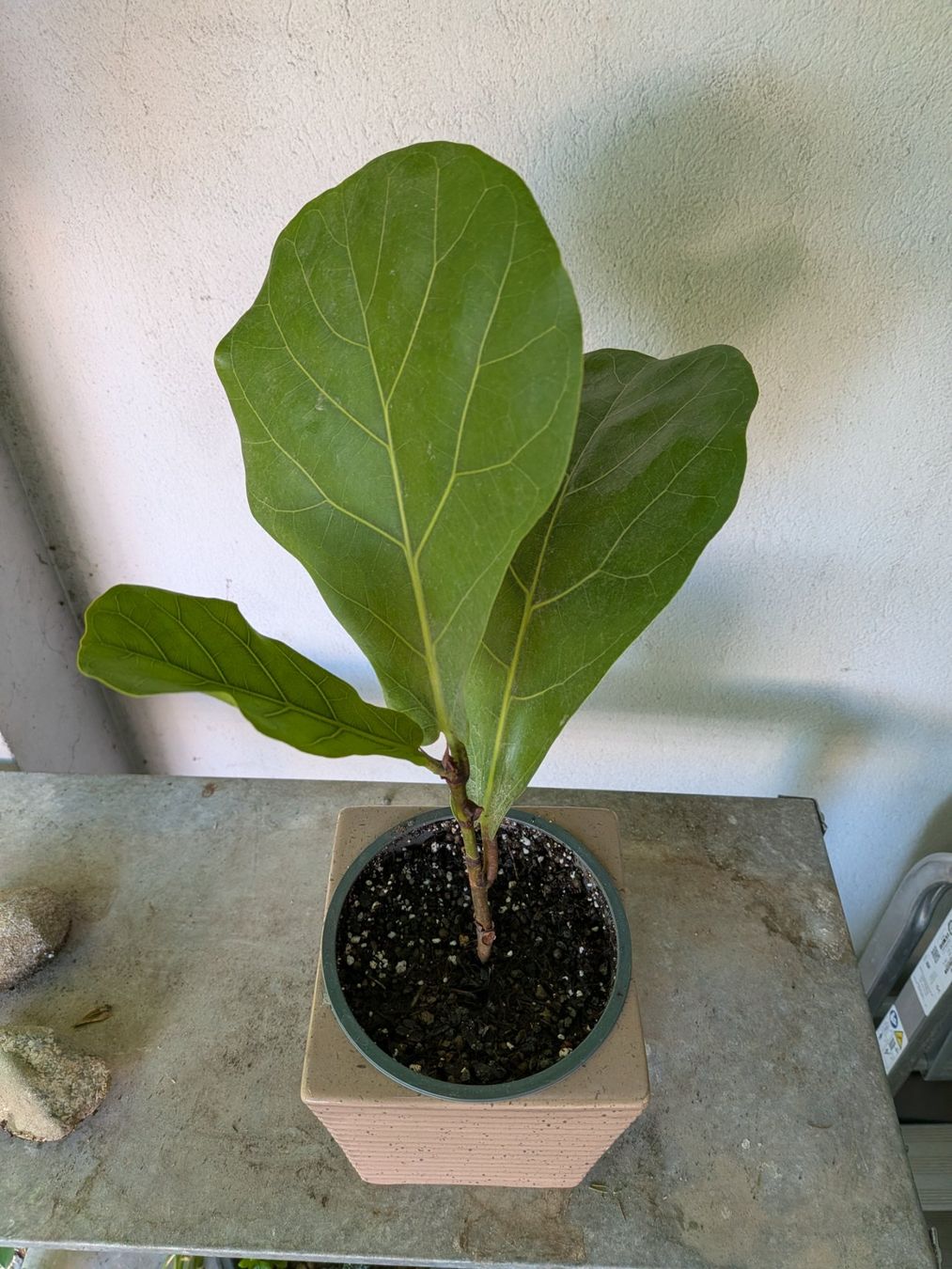 Piante & sementi: Ficus Lyrata (geigenfeige) – Usato da Bern venduto da Hydrom 2