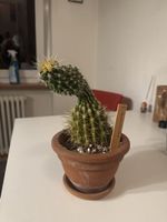 Echinocactus Kaktus im Tontopf mit Untersetzer grün