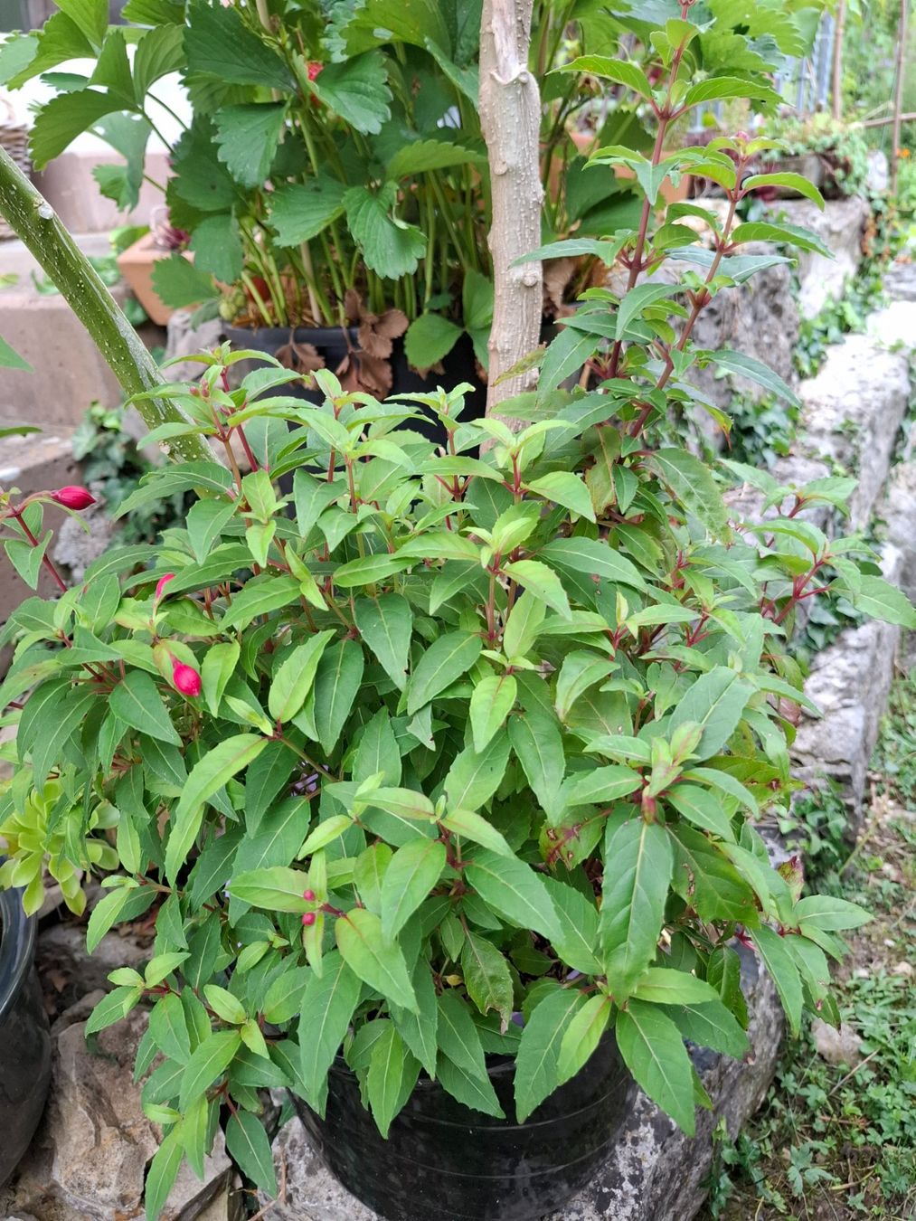 Piante & sementi: Datura mit Fuchsie – Usato da Zeihen venduto da P_B4 1